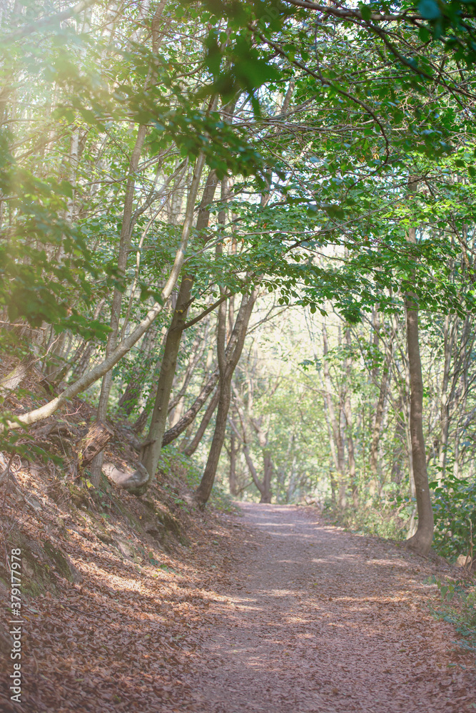 Fototapeta premium path in the summer forest