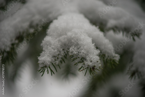 Pine Needle Leaves