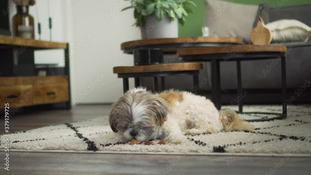 custom made wallpaper toronto digitalBoomer dog on living room rug sniffing and licking chewy treat, medium shot