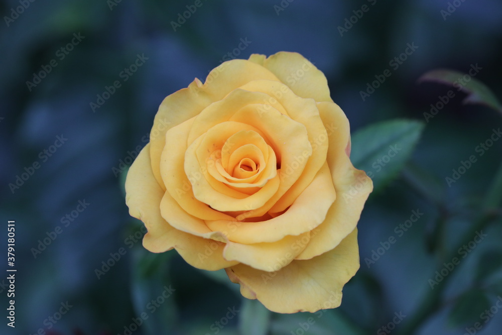 yellow rose on a green background, garden, nature, love, pink, beauty, yellow yellow rose on a green background, garden, nature, love, pink, beauty, yellow