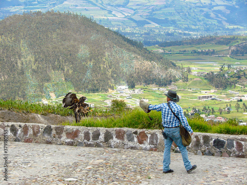 Hispanic Man Walks While Catching a Flying Falcon Against Andes Mountains Background