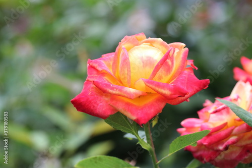 red rose in garden  plant  green  blossom  macro  beautiful  bloom  beauty  love  petal  flora