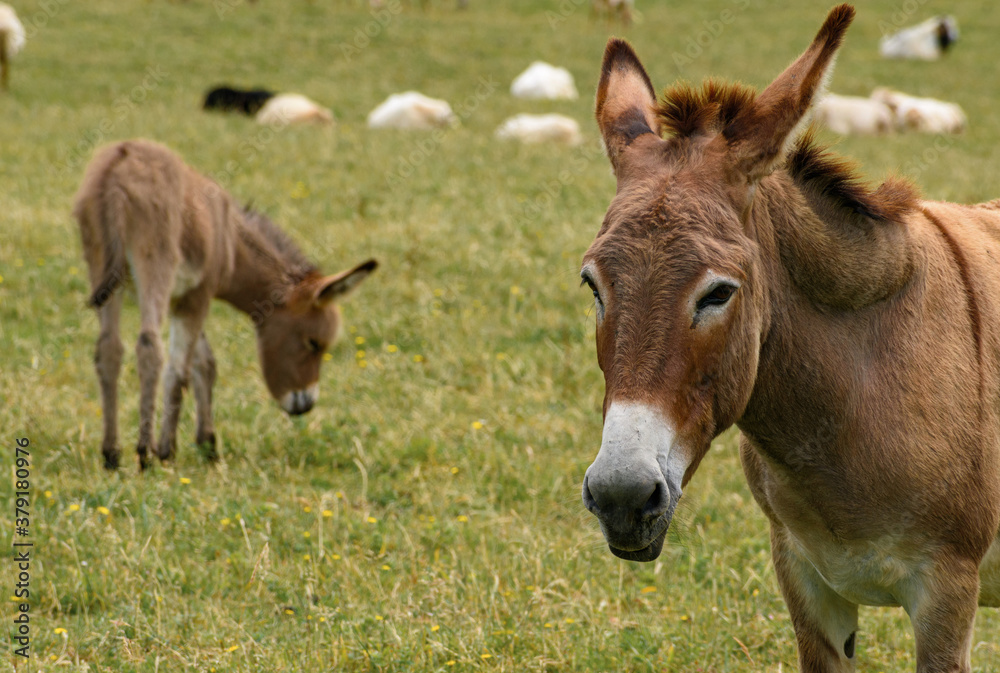 Close-up portrait of the head of a brown-orange donkey looking to the left of the photo, but looking straight into the camera. Orange-brown head with white snout. In the background to the left of the Close-up portrait of the head of a brown-orange donkey looking to the left of the photo, but looking straight into the camera. Orange-brown head with white snout. In the background to the left of the