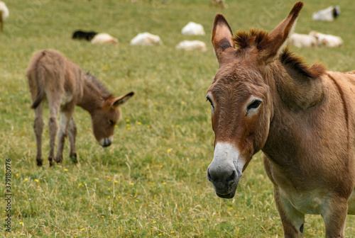 Close-up portrait of the head of a brown-orange donkey looking to the left of the photo  but looking straight into the camera. Orange-brown head with white snout. In the background to the left of the 
