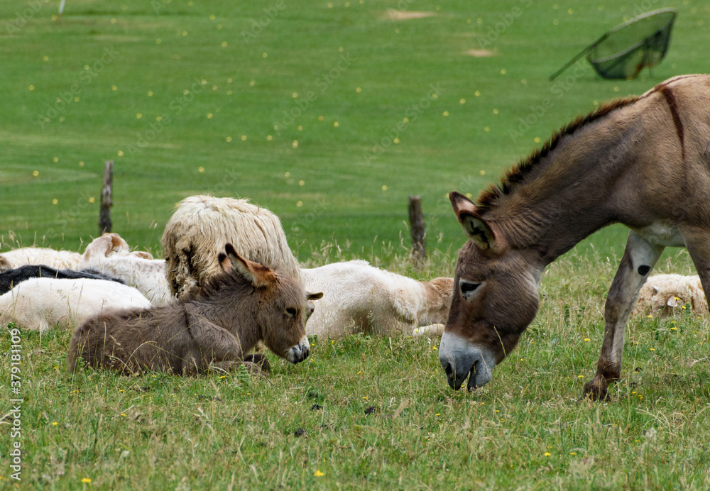 Obraz premium head of a large donkey grazing to the right of the photo and the iqueirda of the photo is a young donkey lying down with its head facing that of the adult donkey.