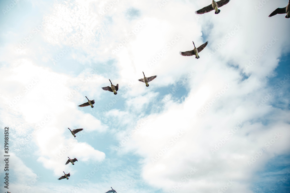 Fototapeta premium Geese migrating south for the winter 