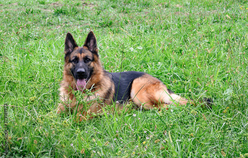 German Shepherd Dog lying in the meadow, in the grass, with the head raised looking straight ahead at the photographer, with the tongue out of the mouth and the mouth ajar