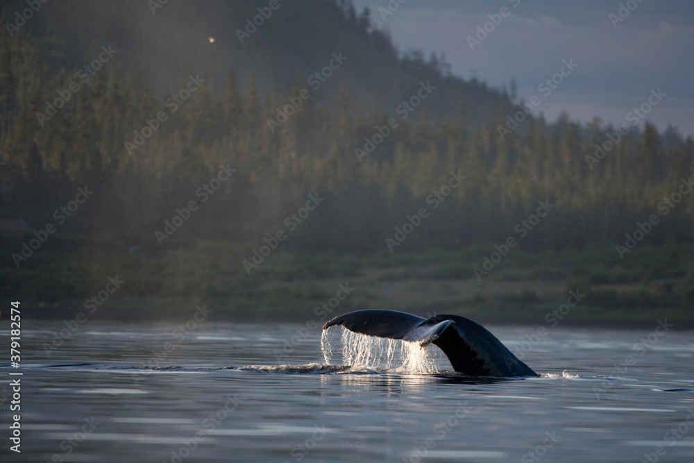 Fototapeta premium Diving Humpback Whale, Alaska