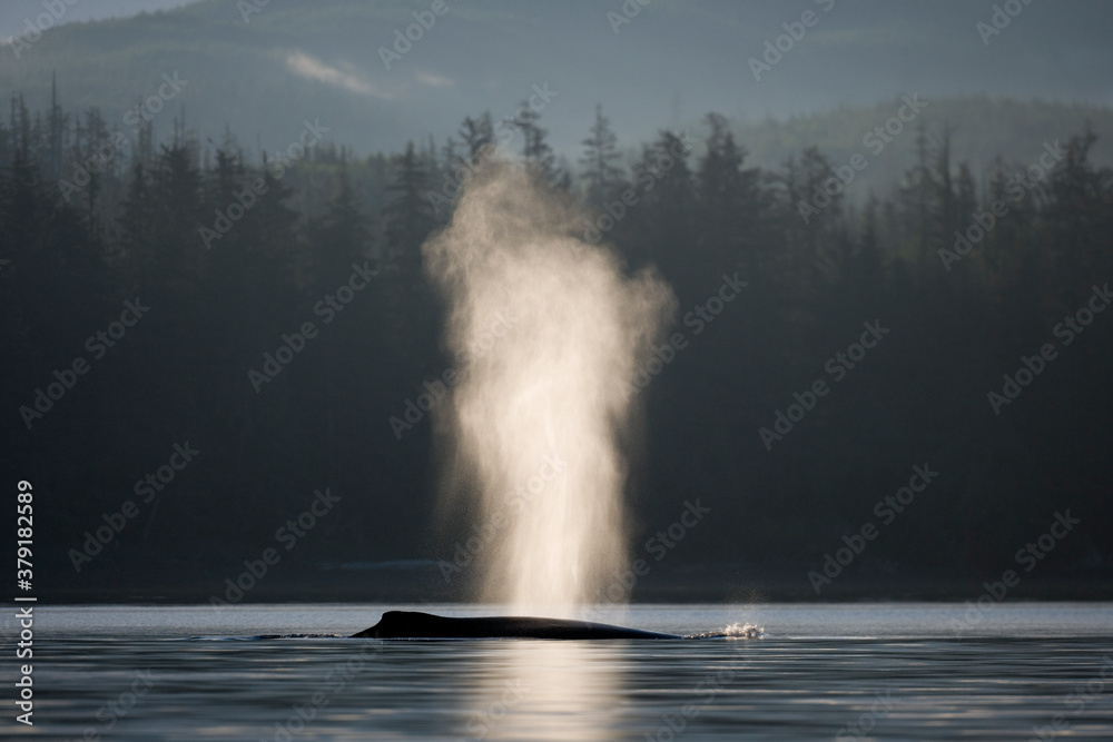Humpback Whale at Dawn, Alaska