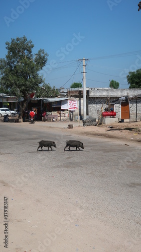 Wallpaper Mural INDE Torontodigital.ca