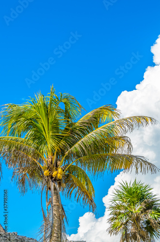 Beautiful sky  white clouds and palm tree tops at Tulum Archaeological Site. Mexico.