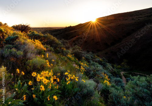 Sun setting in the foothills over Boise with wildflowers photo