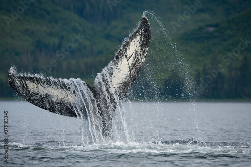 Tail Slapping Humpback Whale, Alaska © Paul