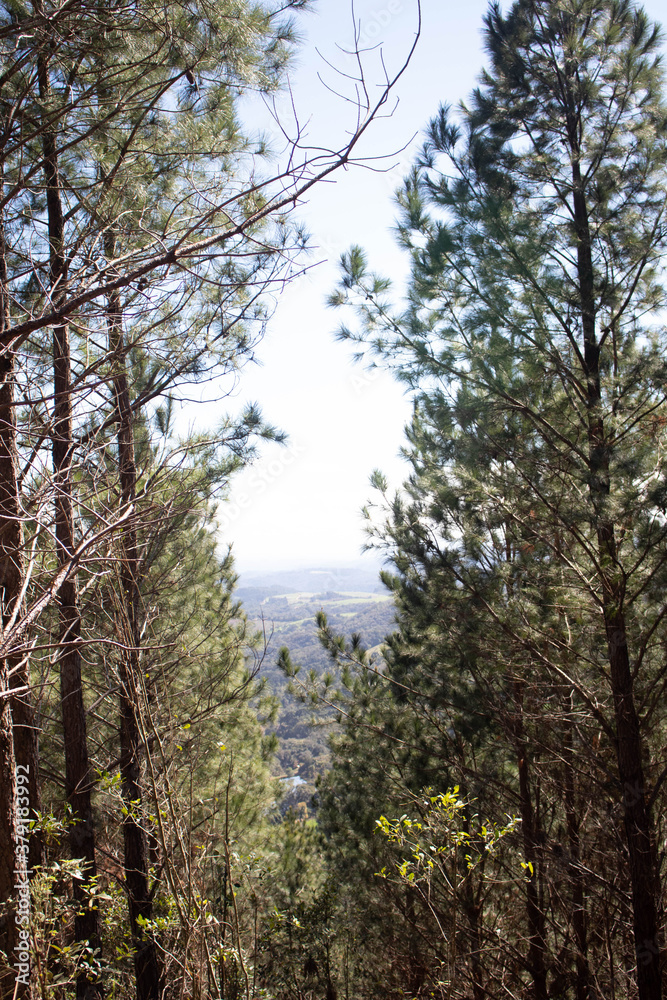 Obraz premium trees in the forest