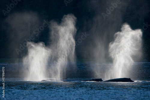 Humpback Whales at Sunset, Alaska