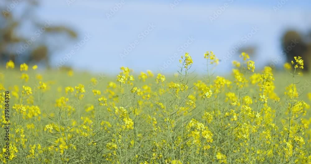 Moving towards Canola flowers or rape seed plants on a farm field. Agriculture, Oil and Organic concepts. Honey bees seen pollinating during spring time. Moving towards Canola flowers or rape seed plants on a farm field. Agriculture, Oil and Organic concepts. Honey bees seen pollinating during spring time.