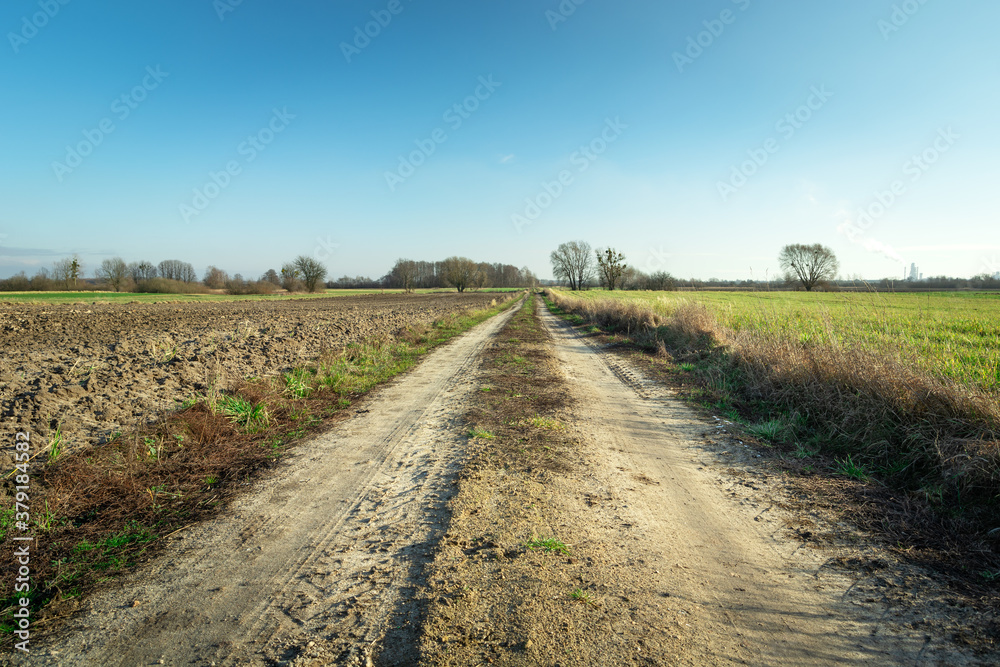 Naklejka premium A sandy road among the fields towards the horizon