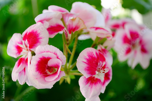 Fototapeta Naklejka Na Ścianę i Meble -  White-pink flower of geranium, pelargonium, close-up. White, pink fragrant flower of pelargonium, geranium in the garden.