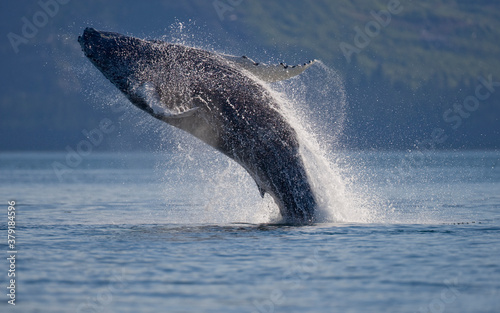 Breaching Humpback Whale, Alaska photo