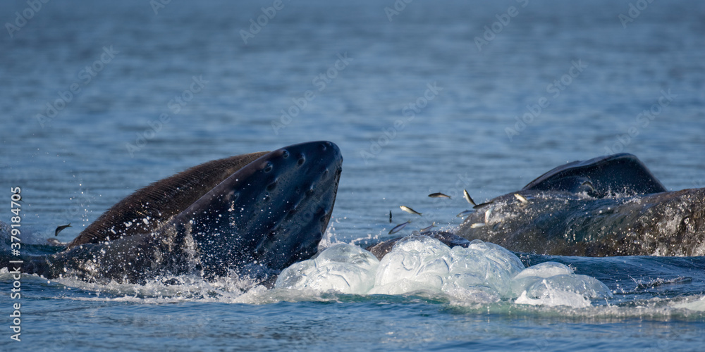 Obraz premium Feeding Humpback Whales, Alaska