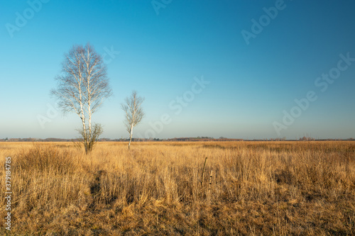 Leafless birch trees growing among yellow grasses