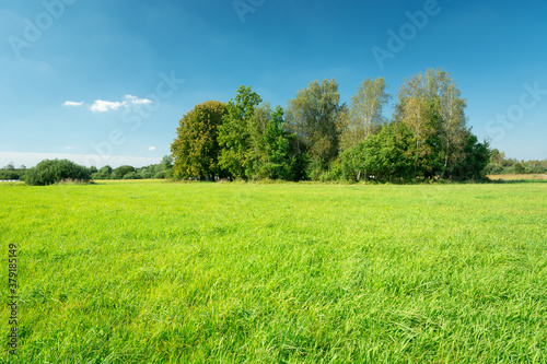 Fototapeta Naklejka Na Ścianę i Meble -  Green meadow, trees and blue sky, summer day