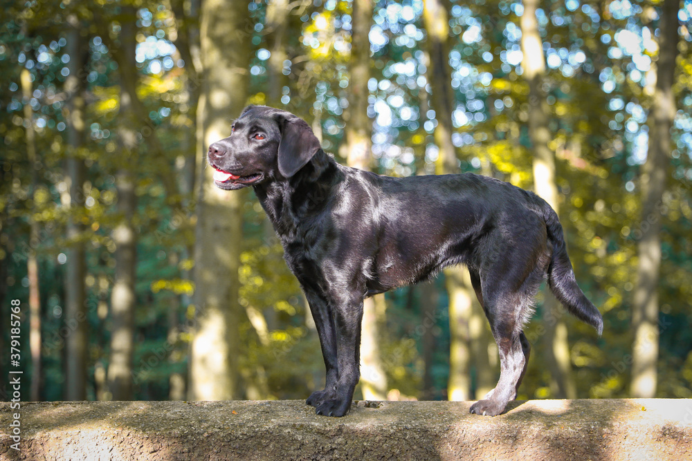 Schwarzer Labrador im herbstlichen Wald