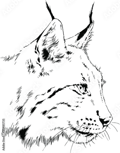grinning snout lynx with fangs , hand-drawn ink