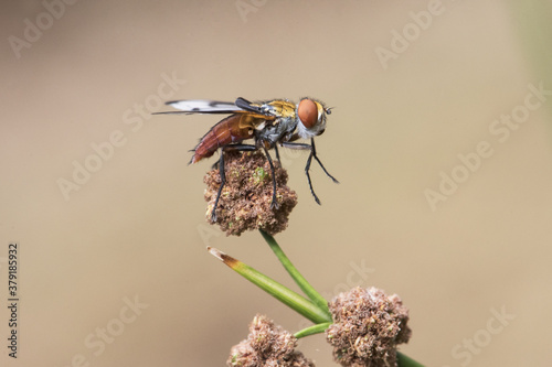 Ectophasia crassipennis Parasitic fly insect of about 16 mm in length with beautiful orange-brown colors and some curious black spots on the wings, perched on a reed photo