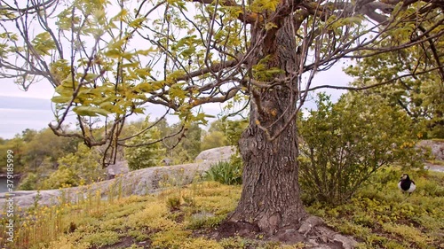 Mew gull taking shelter from the wind, on one of the around 30.000 islands and inlets that form the Stockholm archipelago, in Sweden. Trees winding in the strong wind. photo