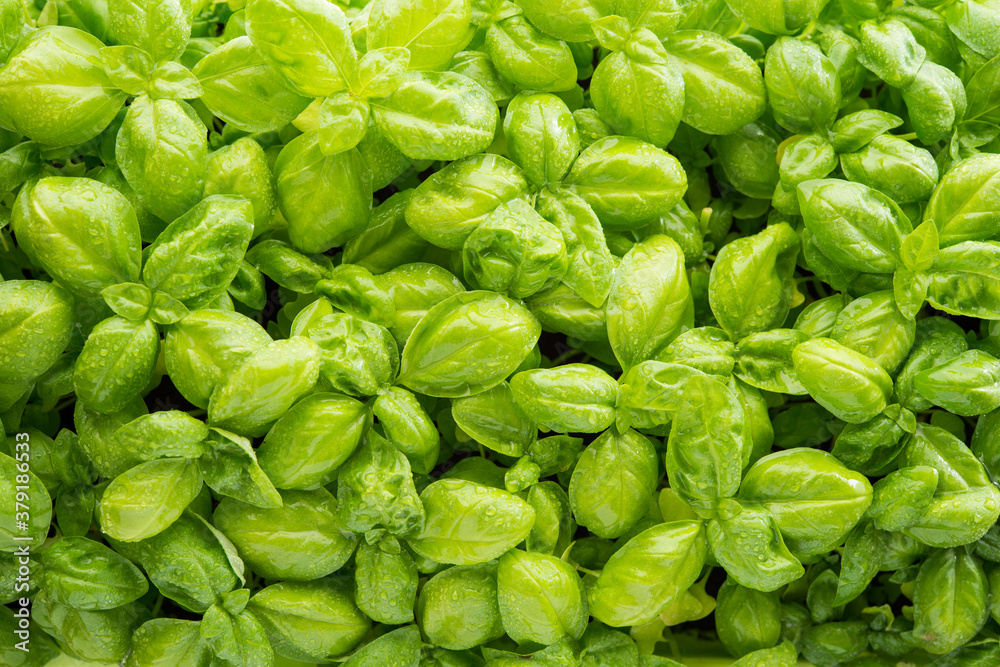 Lots of fresh green Basil leaves Lots of fresh green Basil leaves