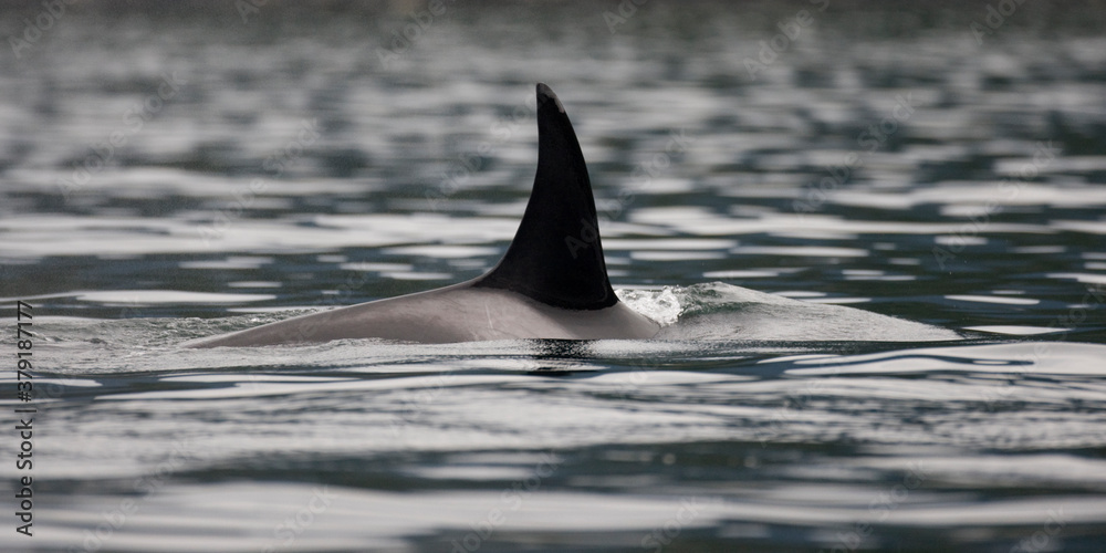 Naklejka premium Orca Whale, Alaska