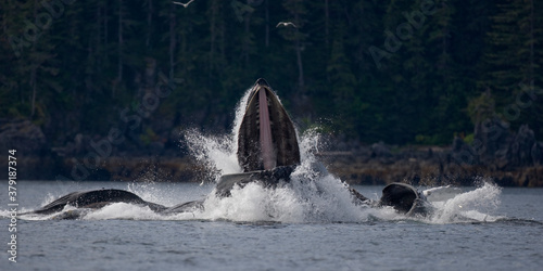 Feeding Humpback Whales, Alaska © Paul
