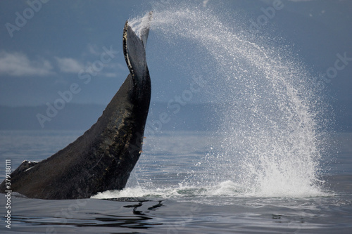 Tail Slapping Humpback Whale, Alaska