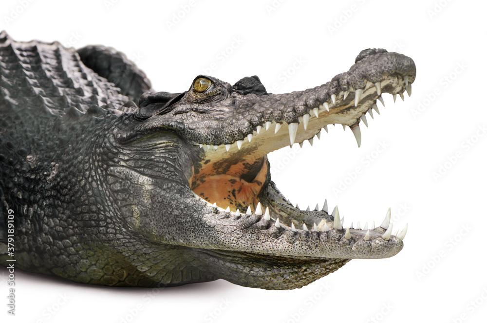 Obraz premium Crocodile head part open mouth isolated is on white background with Clipping path