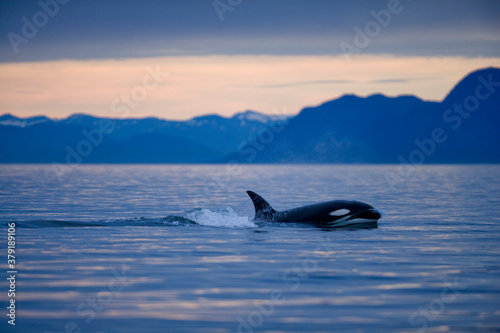 Orca Whale, Alaska, USA © Paul