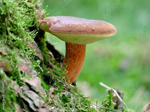 schöne Braunkappe wächst direkt an einem Baumstamm