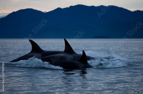 Orca Whales, Alaska, USA © Paul