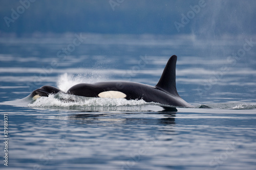 Orca Whales in Stephens Passage, Alaska © Paul