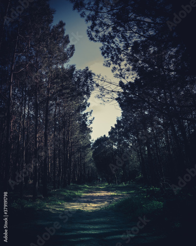 Dark path © Igor