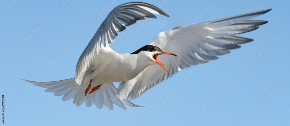 Adult common tern with open beak in flight on the blue sky background. Close up. Scientific name: Sterna hirundo Adult common tern with open beak in flight on the blue sky background. Close up. Scientific name: Sterna hirundo