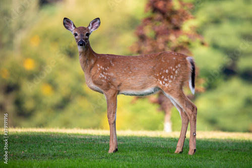 White-tailed deer fawn (odocoileus virginianus) in early september with spots starting to fade