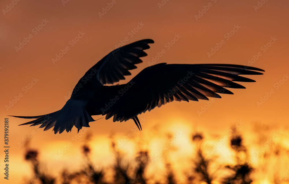 Obraz premium Silhouette of flying common tern. Flying common tern on the sunset sky background. Back sunlight. Scientific name: Sterna hirundo.