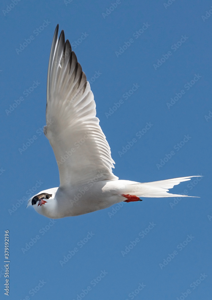 Adult common tern in flight on the blue sky background. Side view, close up. Scientific name: Sterna hirundo Adult common tern in flight on the blue sky background. Side view, close up. Scientific name: Sterna hirundo