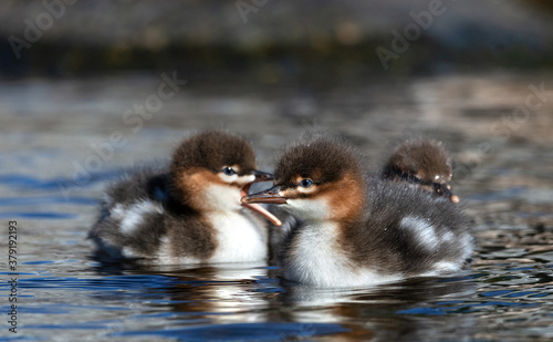 Red-breasted merganser chicks swimming in the water. The red-breasted merganser (Mergus serrator). Natural habitat. Wild conditions. photo