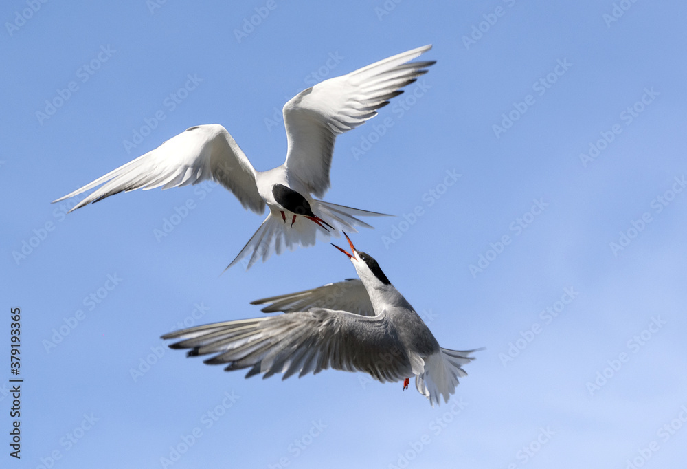Showdown in the sky. Common Terns interacting in flight. Adult common terns in flight on the blue sky background. Scientific name: Sterna hirundo Showdown in the sky. Common Terns interacting in flight. Adult common terns in flight on the blue sky background. Scientific name: Sterna hirundo