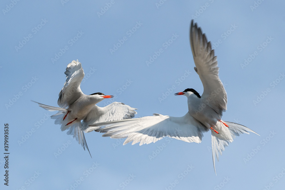 Obraz premium Showdown in the sky. Common Terns interacting in flight. Adult common terns in flight on the blue sky background. Scientific name: Sterna hirundo
