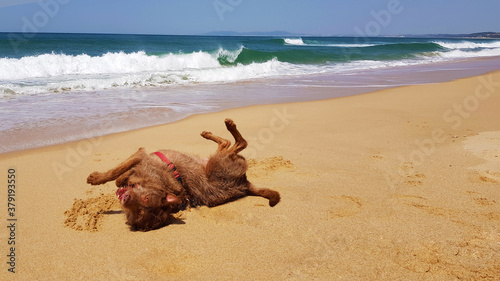 Perro divirtiendose en la playa photo