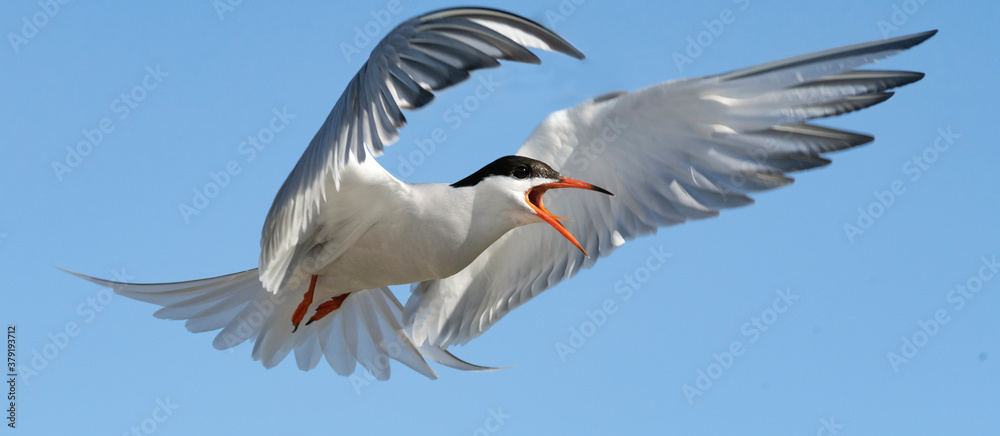 Obraz premium Adult common tern with open beak in flight on the blue sky background. Close up. Scientific name: Sterna hirundo
