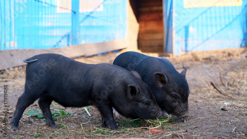 Two cute little black mini pigs in the meadow looking for food. farm concept. Black piggy together at the zoo.